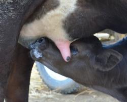 A human-milk bank—for whom?