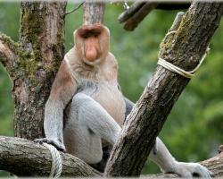 A Pole's failing heart