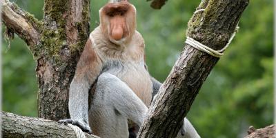 Niewydolne serca Polaka