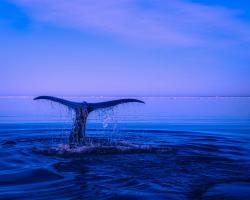 Surgery as the best way of treating morbid obesity