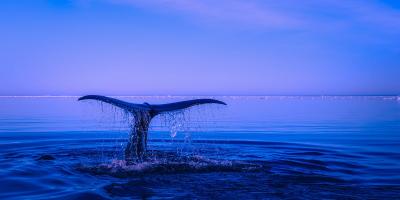 Na otyłość olbrzymią najlepsza operacja