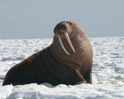 Overweight and obesity – prevention and treatment