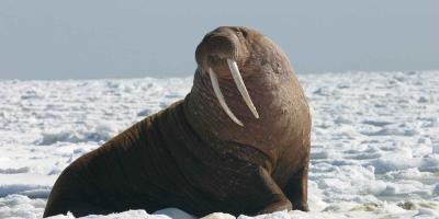 Overweight and obesity – prevention and treatment