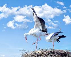 Szkoły rodzenia - przygotowują do porodu i opieki nad noworodkiem
