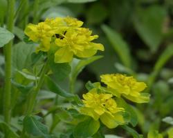 Rośliny niebezpieczne dla człowieka w polskiej florze 