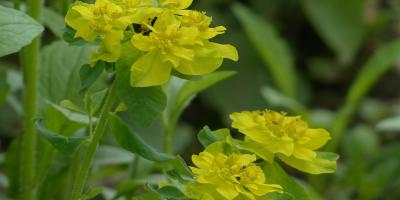 Plants to stay away from in the Polish flora