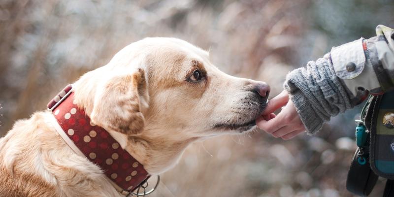 Dogoterapia – terapia z udziałem psów 