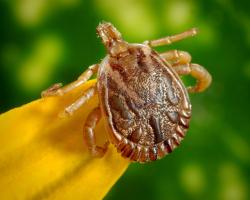 Kleszcze – najlepiej unikać 