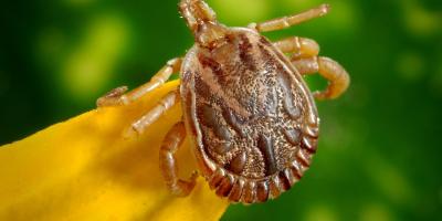 Ticks to be avoided