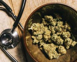 Medyczna marihuana a problemy zdrowotne - odmiany i zastosowanie