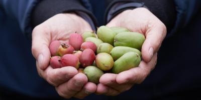 Minikiwi - co warto wiedzieć o jego walorach odżywczych i zdrowotnych 